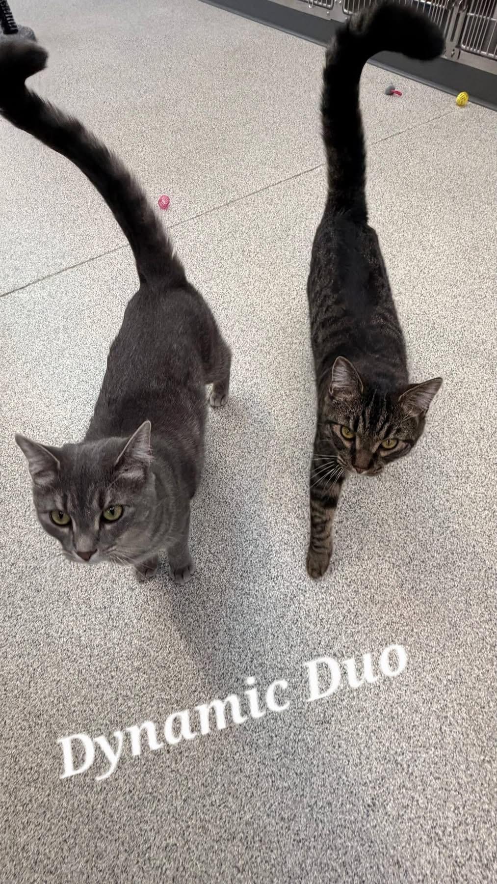 Enlarge Smokey & Taylor , a ADOPTABLE Domestic Short Hair in Charlestown, RI image 2/4