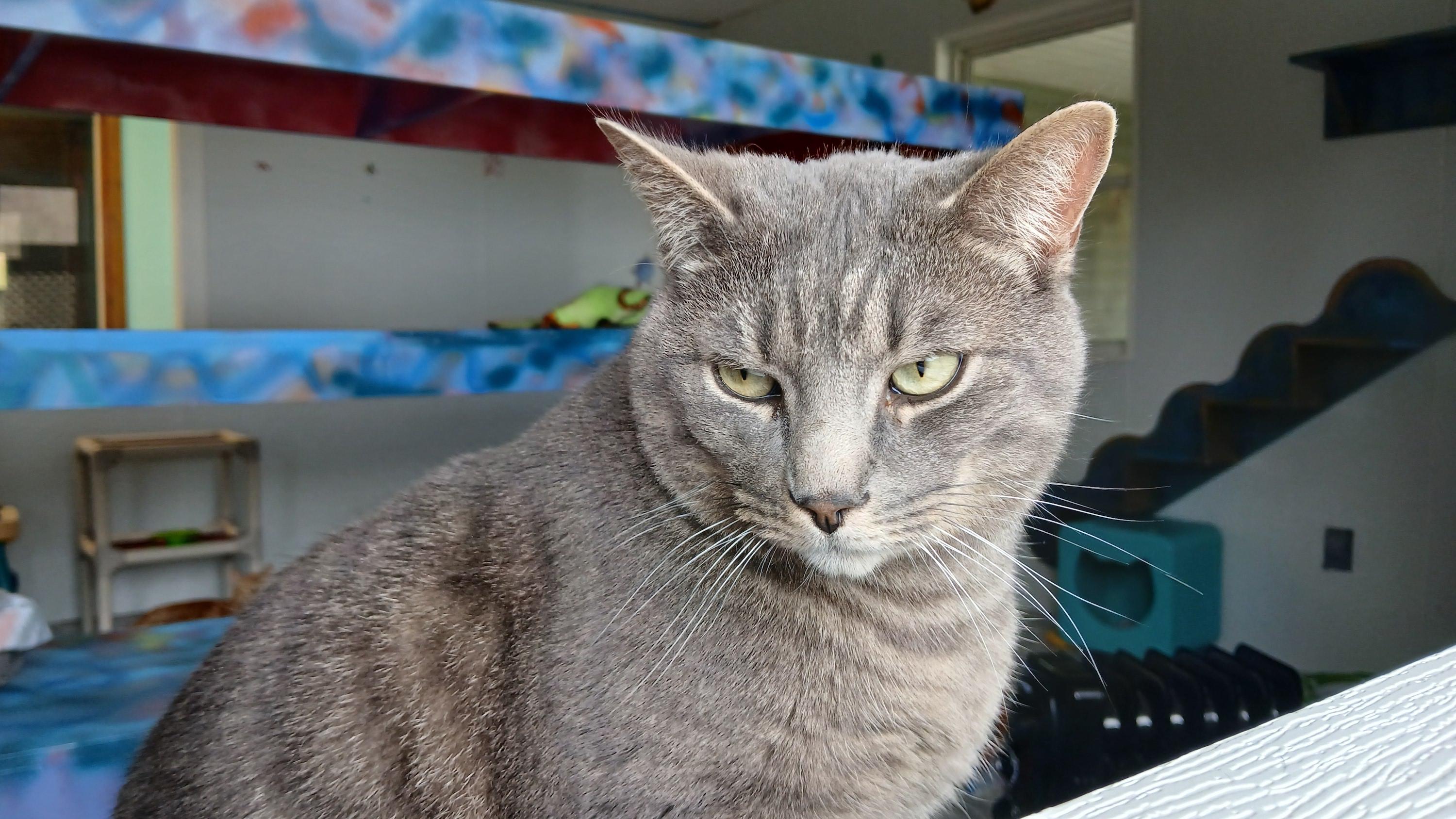 Enlarge Roscoe, a Adoptable Domestic Short Hair in Cullowhee, NC image 2/6