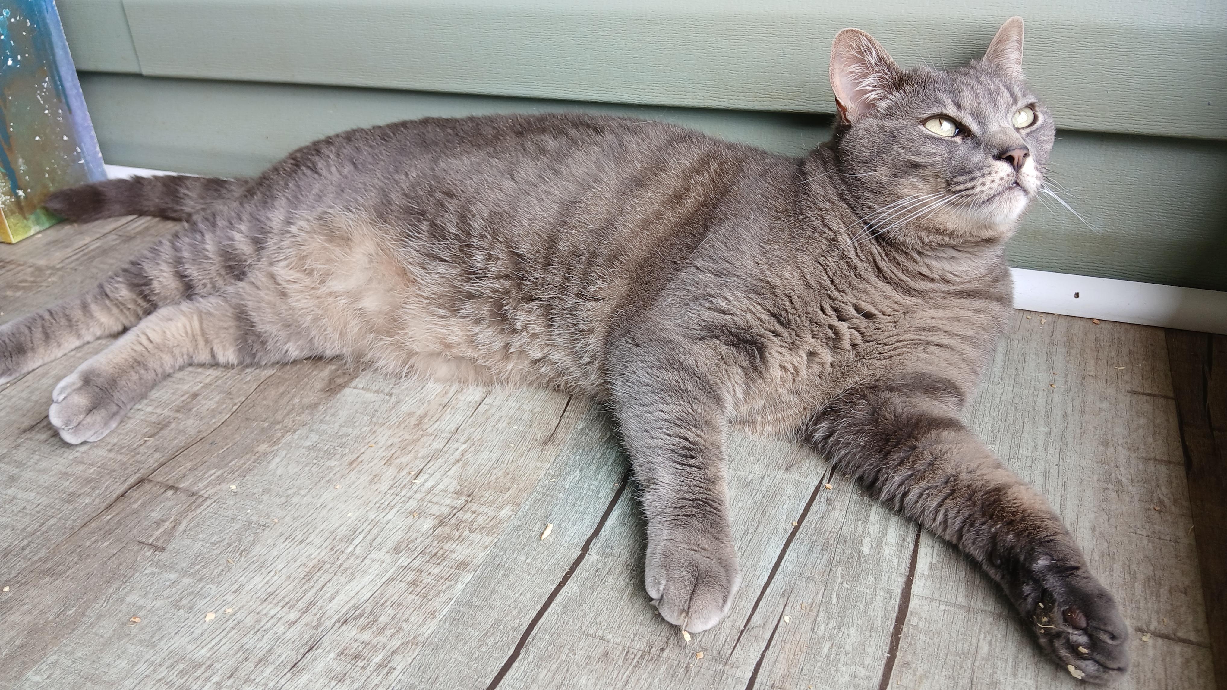 Roscoe, a Adoptable Domestic Short Hair in Cullowhee, NC image 4/6