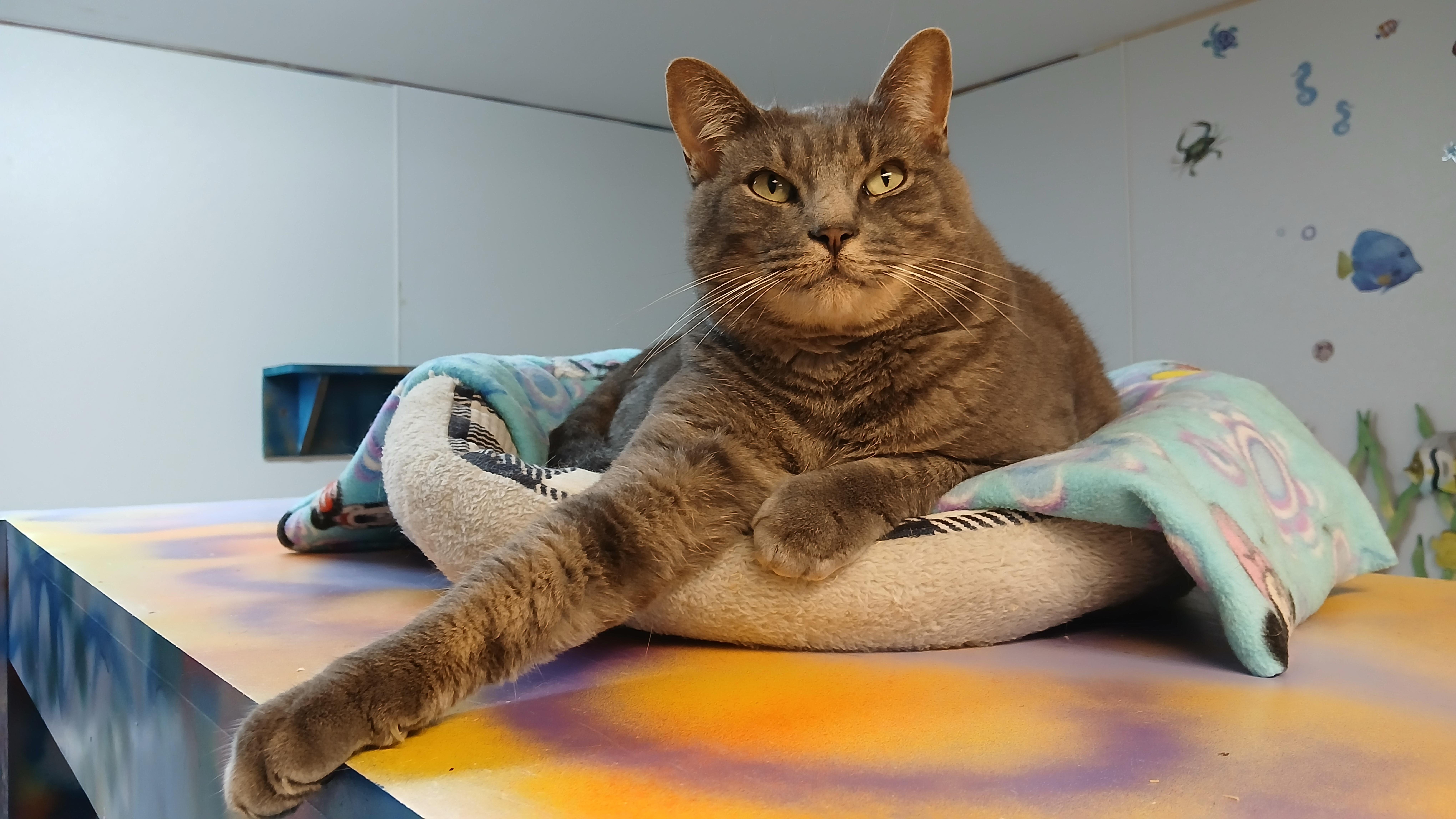 Enlarge Roscoe, a Adoptable Domestic Short Hair in Cullowhee, NC image 3/6