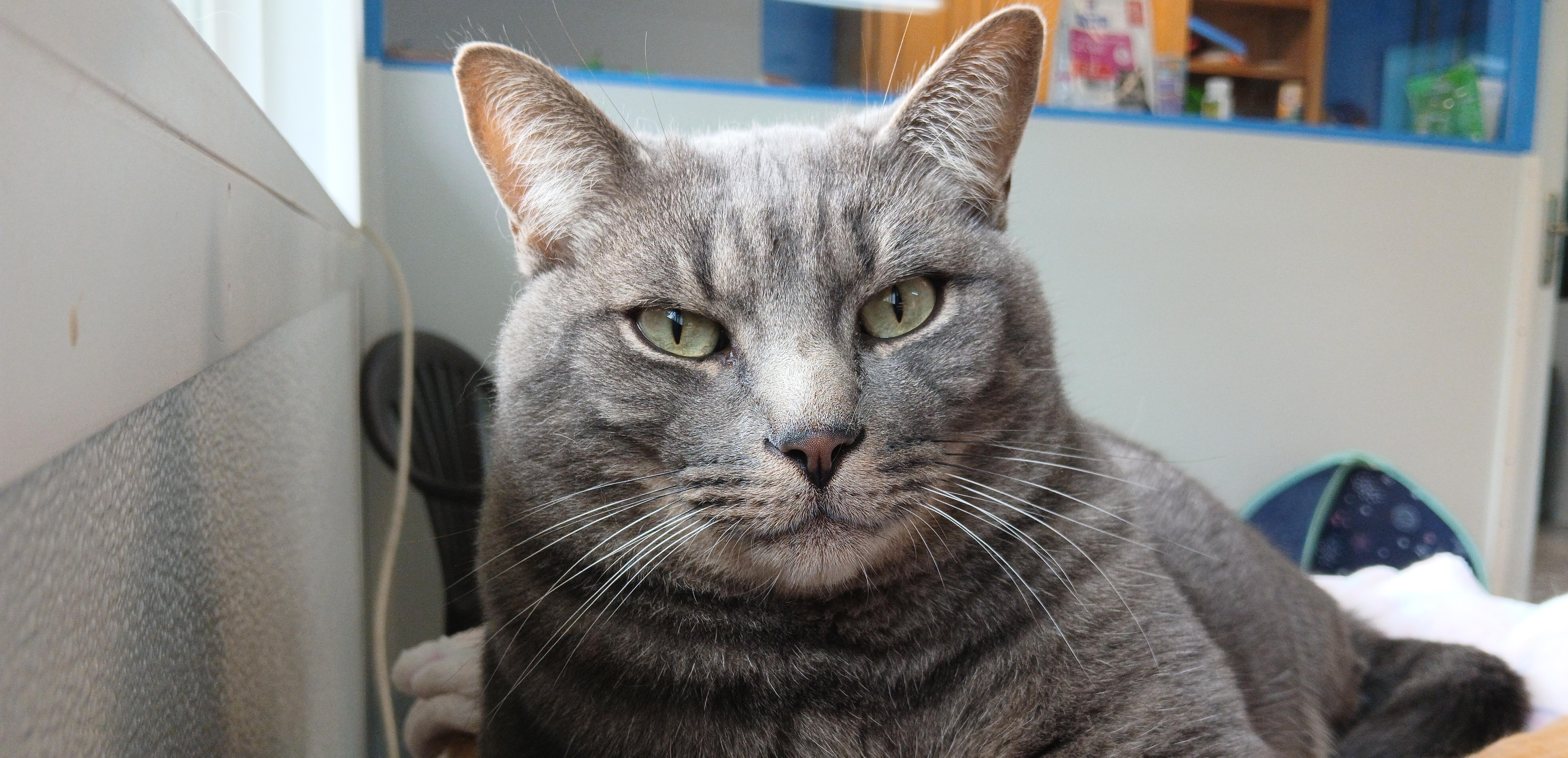 Enlarge Roscoe, a Adoptable Domestic Short Hair in Cullowhee, NC image 1/6