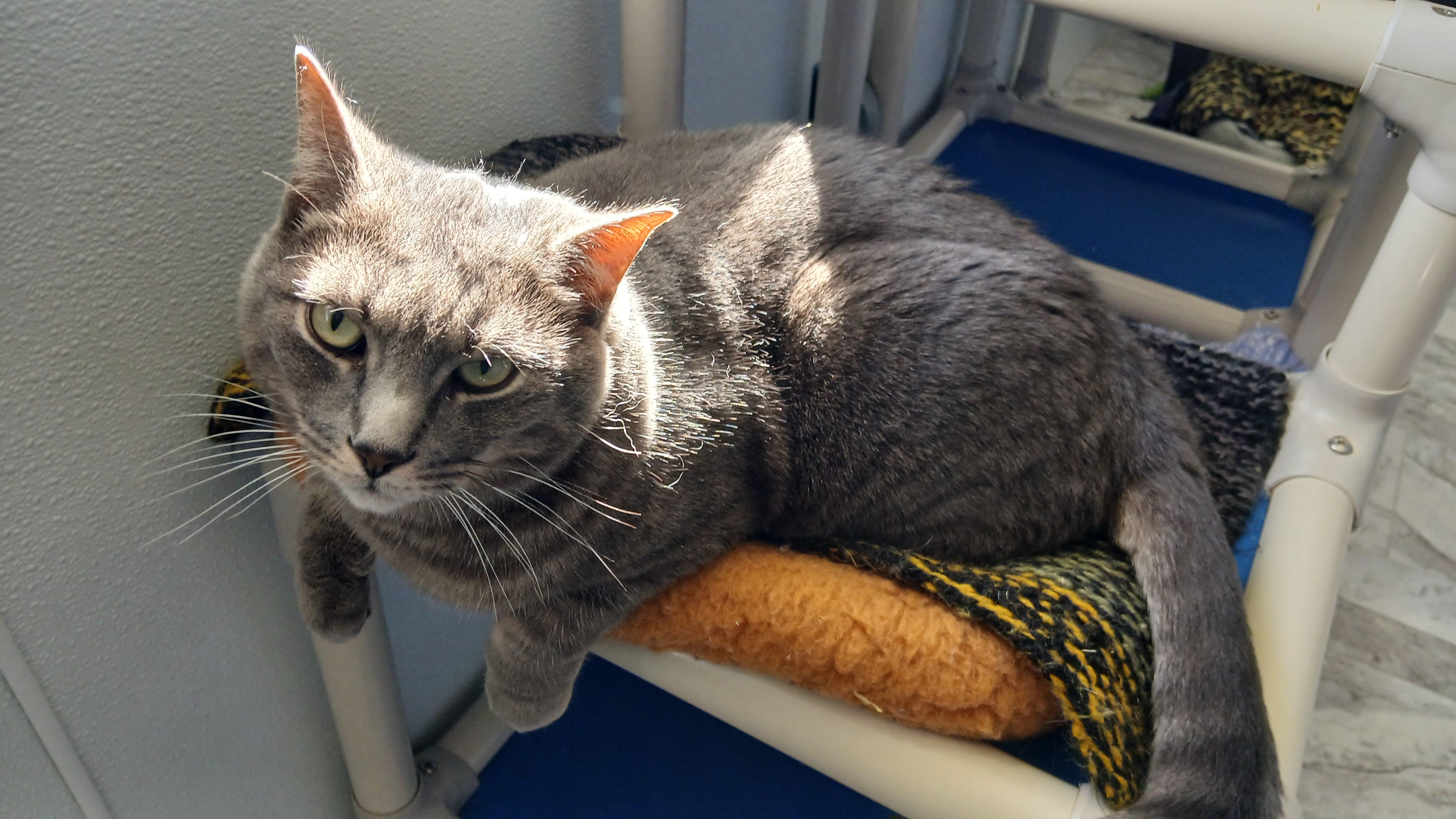 Roscoe, a Adoptable Domestic Short Hair in Cullowhee, NC image 5/6