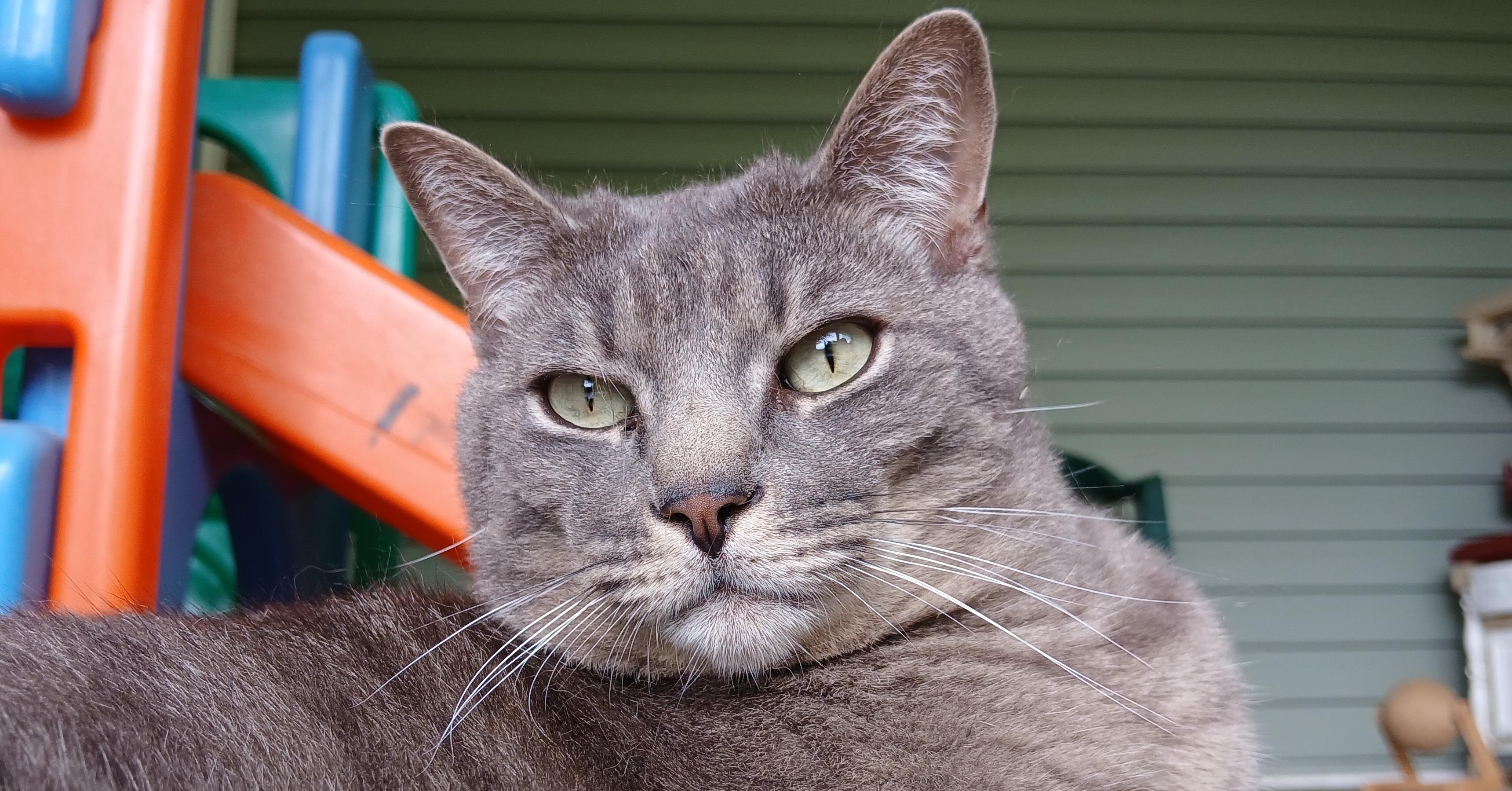 Roscoe, Adoptable, Adult Male Domestic Short Hair.