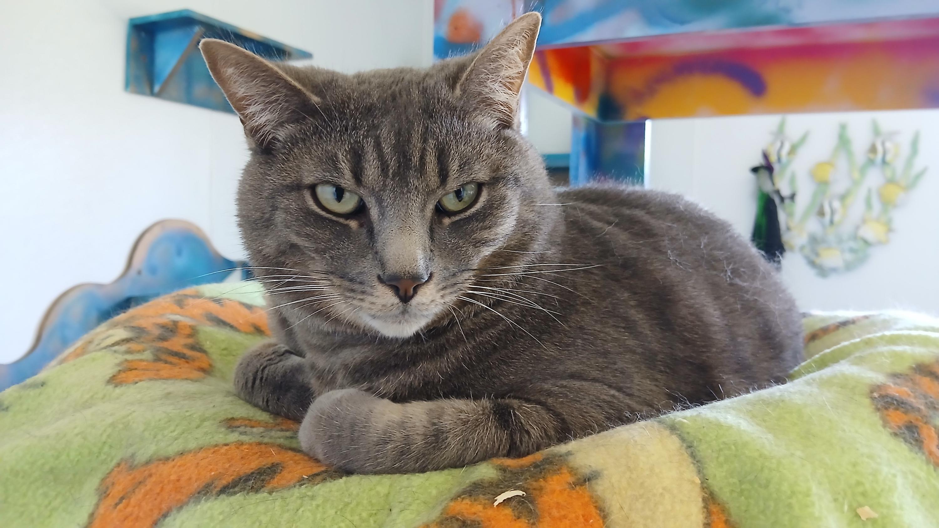 Enlarge Roscoe, a Adoptable Domestic Short Hair in Cullowhee, NC image 2/6