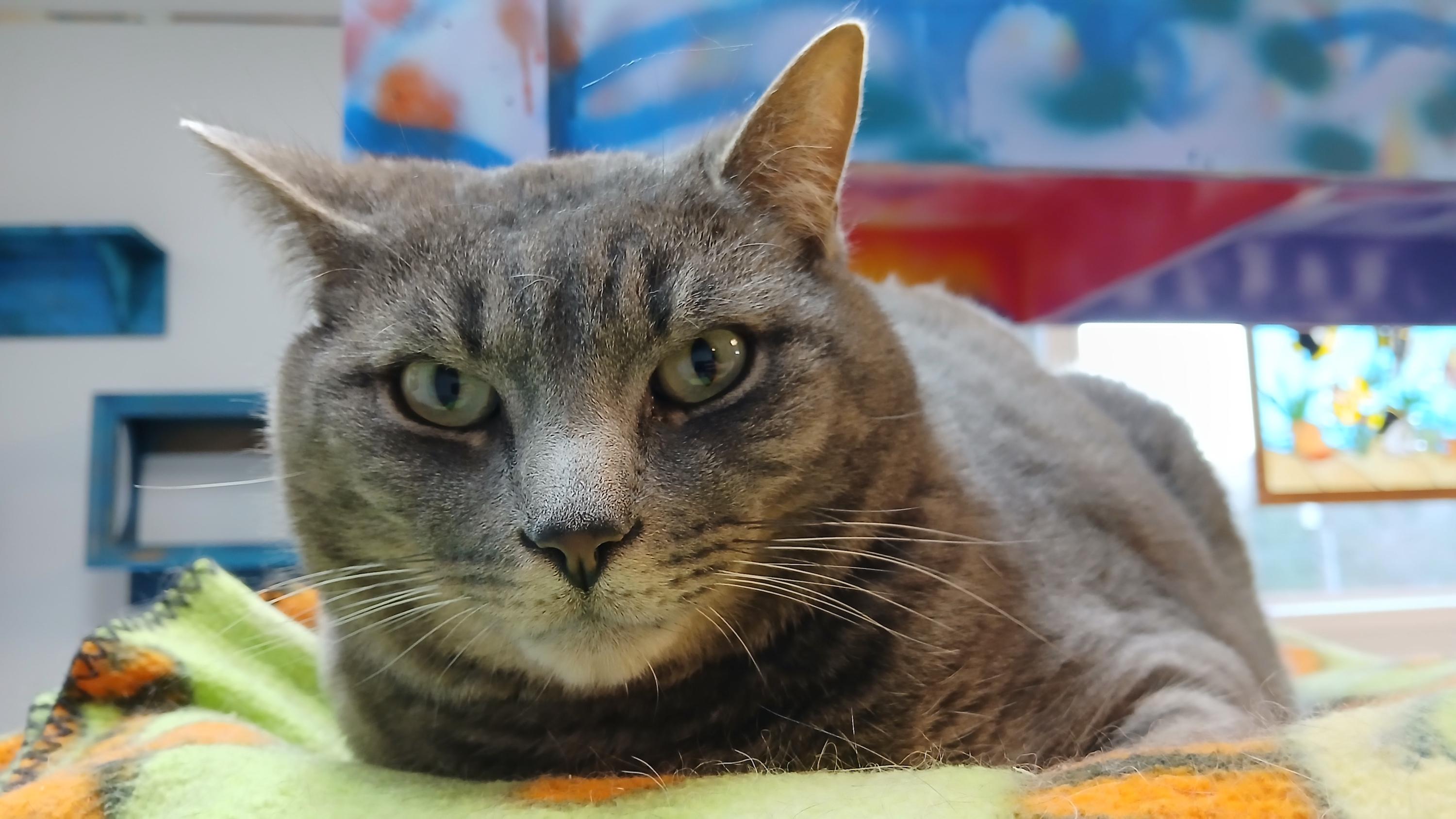 Enlarge Roscoe, a Adoptable Domestic Short Hair in Cullowhee, NC image 4/6