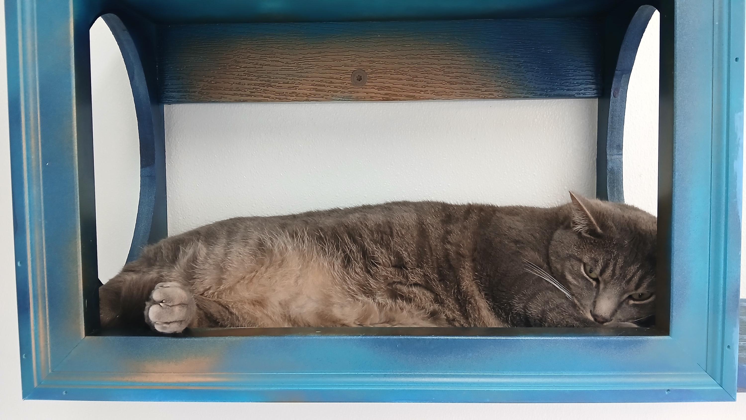 Enlarge Roscoe, a Adoptable Domestic Short Hair in Cullowhee, NC image 5/6