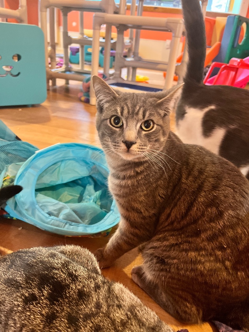 Roscoe, a Adoptable Domestic Short Hair in Cullowhee, NC image 2/3