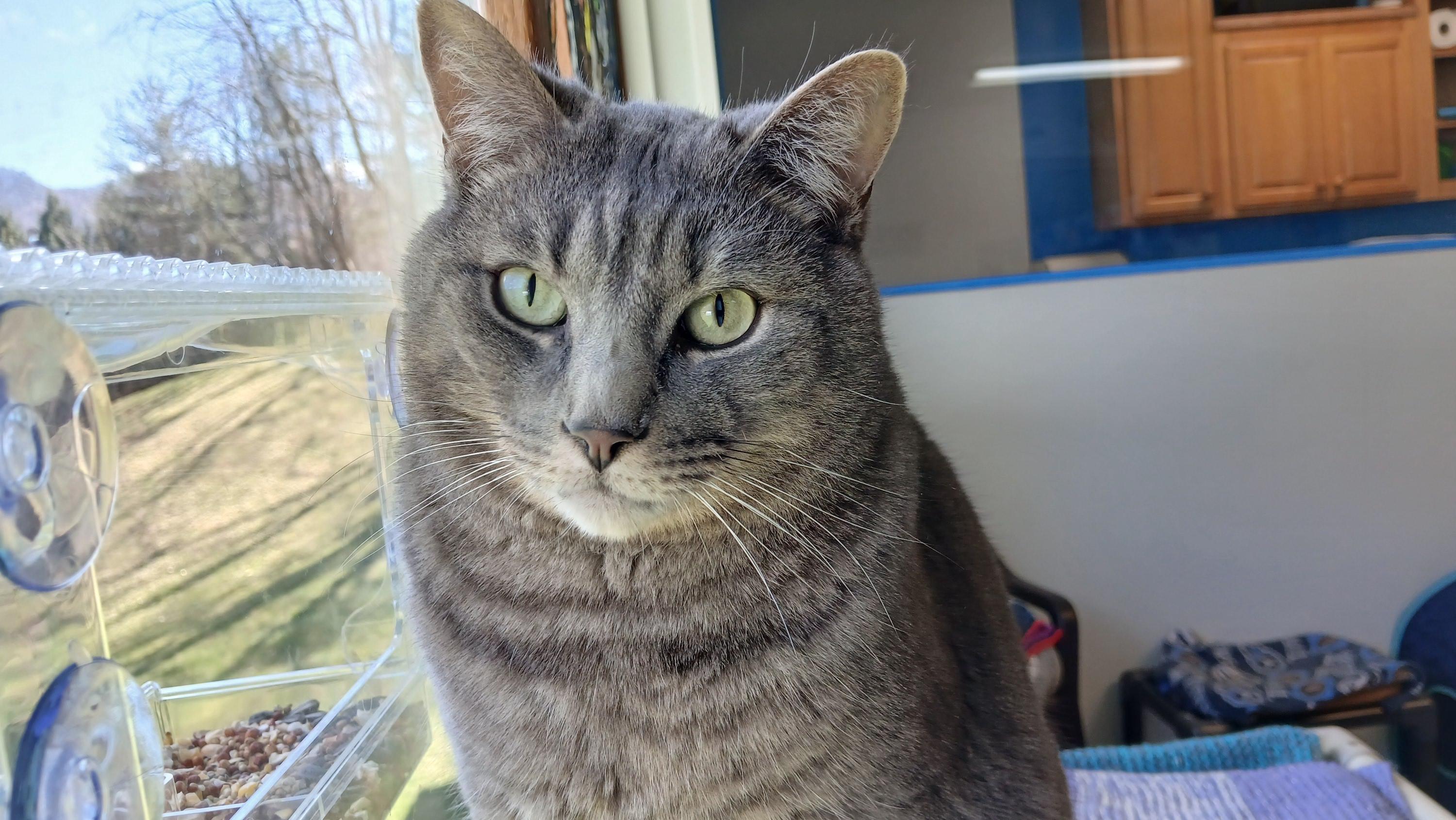 Enlarge Roscoe, a Adoptable Domestic Short Hair in Cullowhee, NC image 6/6