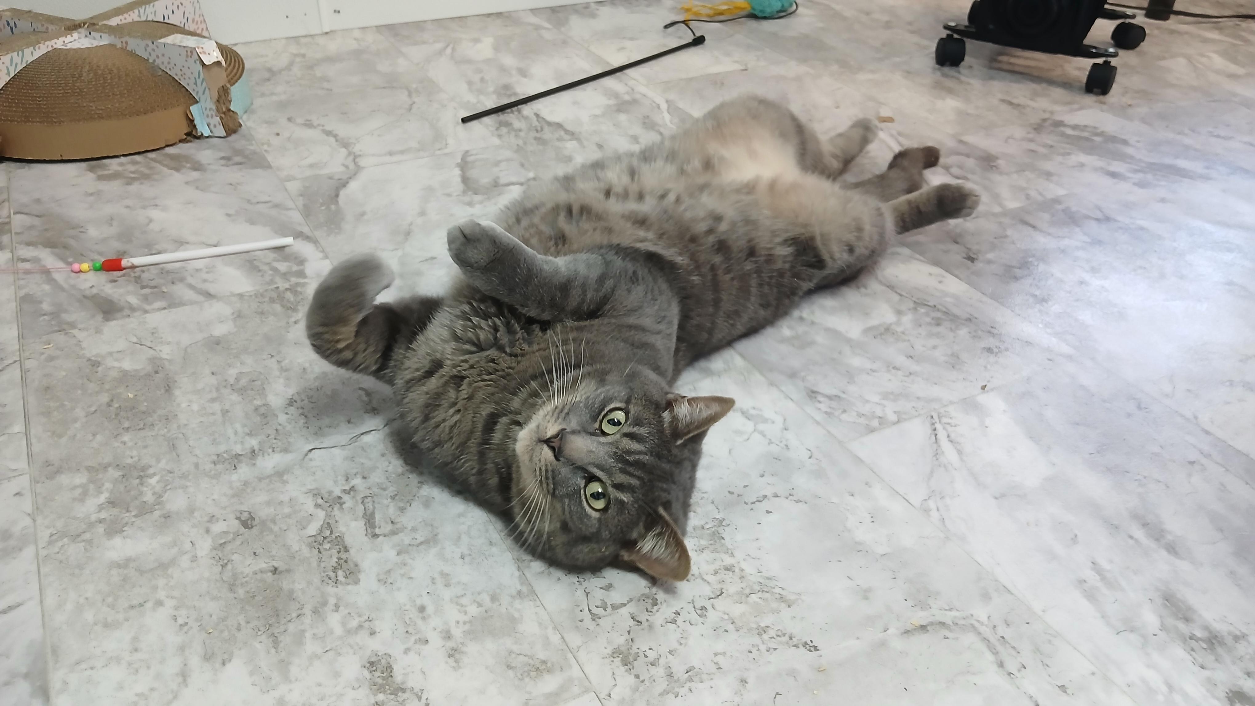 Roscoe, a Adoptable Domestic Short Hair in Cullowhee, NC image 3/6