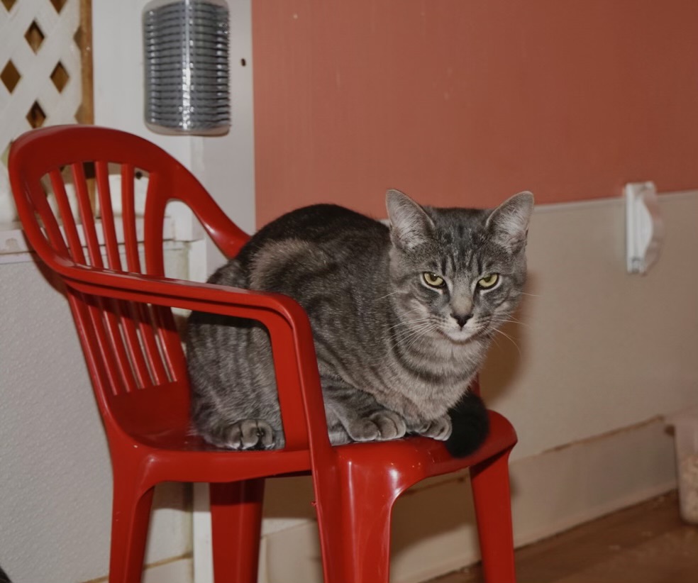 Roscoe, a Adoptable Domestic Short Hair in Cullowhee, NC image 1/3