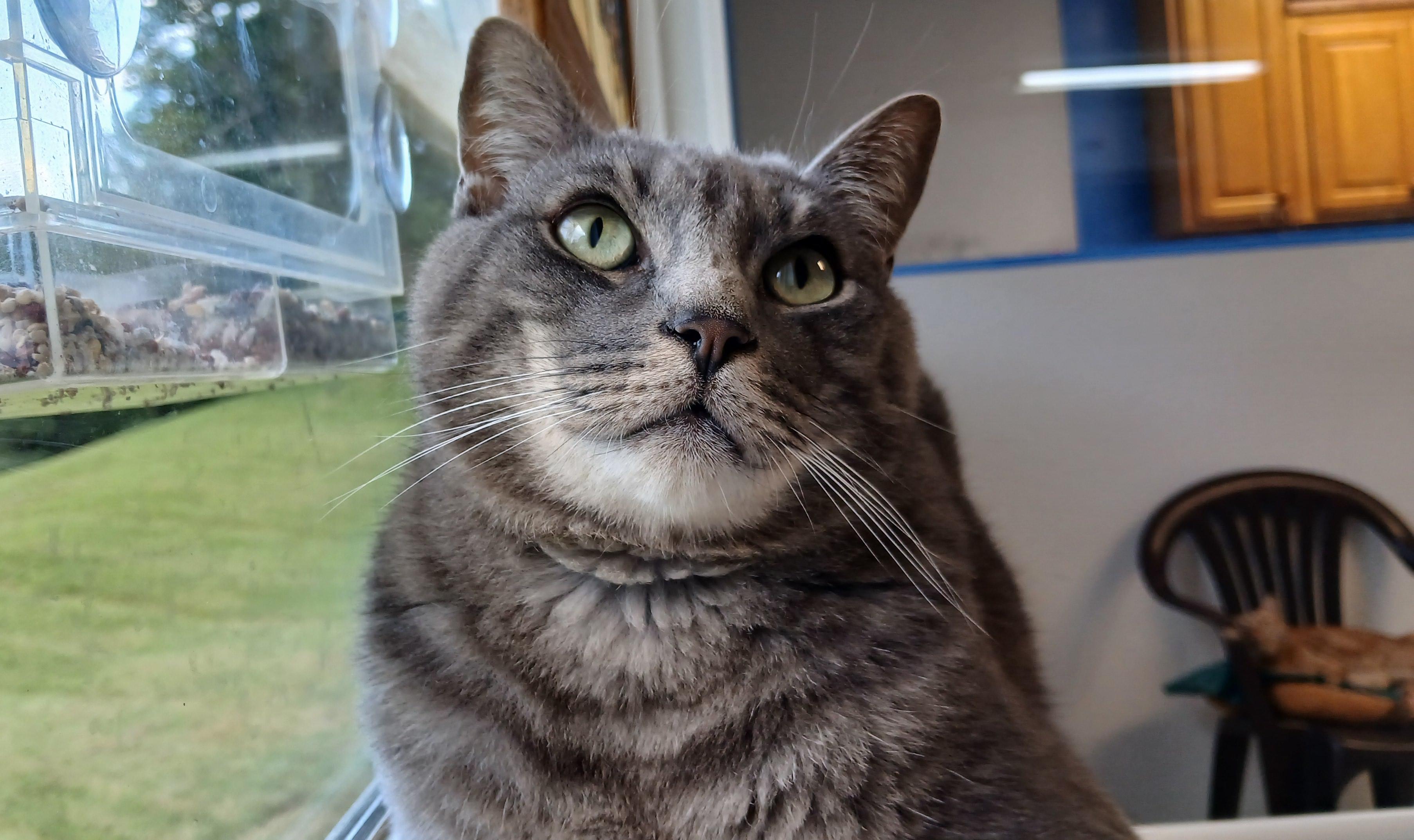 Roscoe, Adoptable, Adult Male Domestic Short Hair.