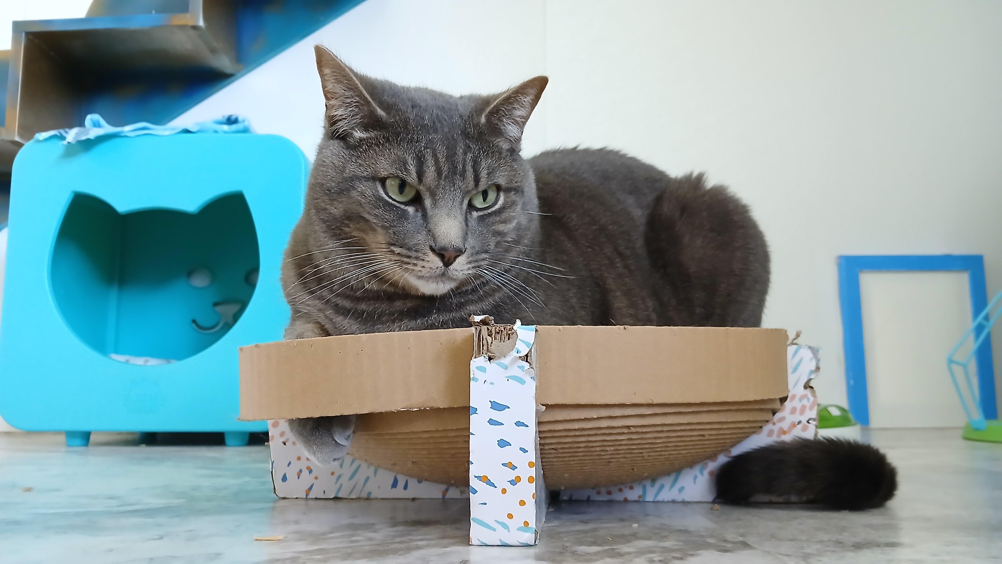 Roscoe, a Adoptable Domestic Short Hair in Cullowhee, NC image 6/6