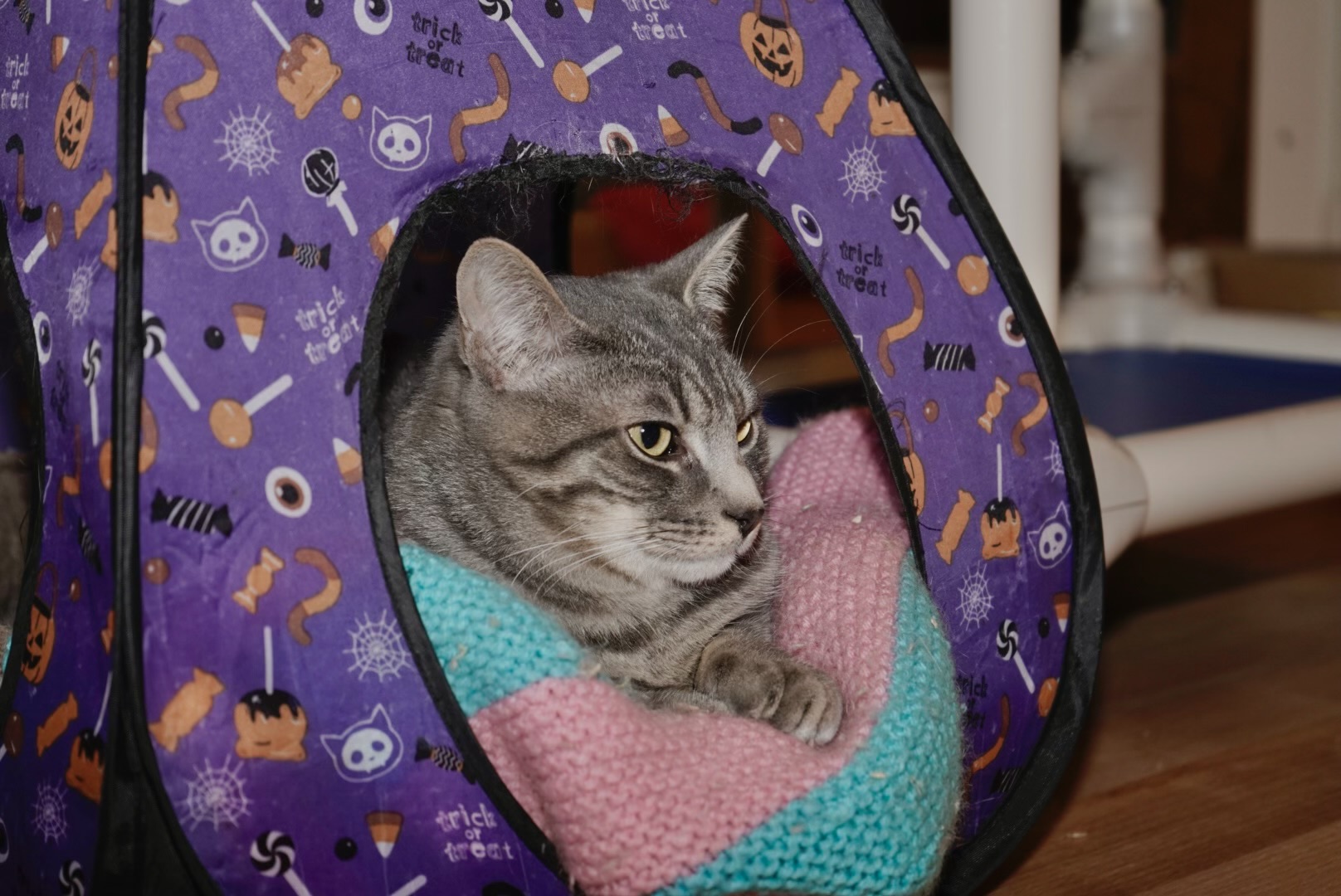 Roscoe, a Adoptable Domestic Short Hair in Cullowhee, NC image 3/3