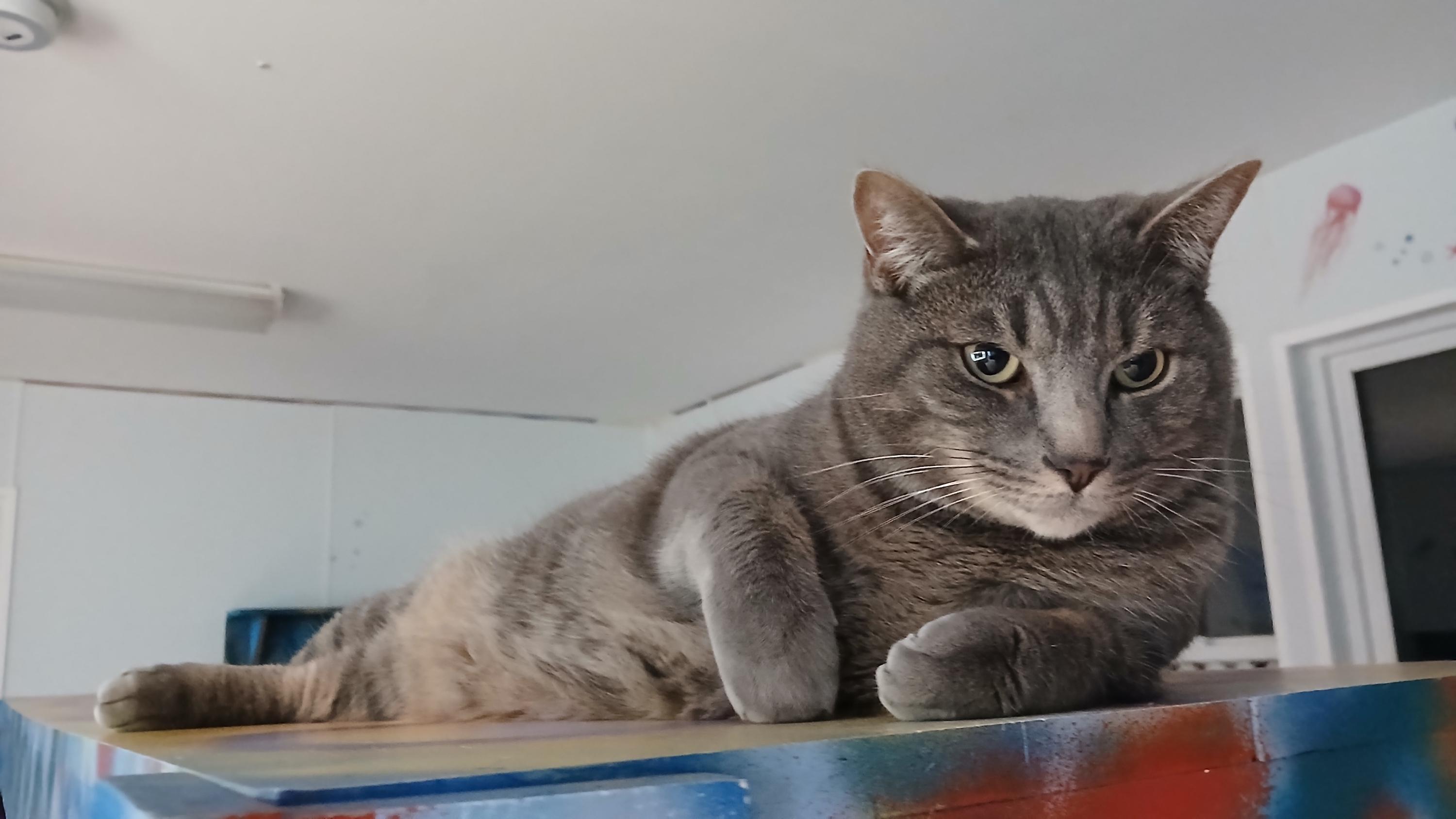 Enlarge Roscoe, a Adoptable Domestic Short Hair in Cullowhee, NC image 3/6