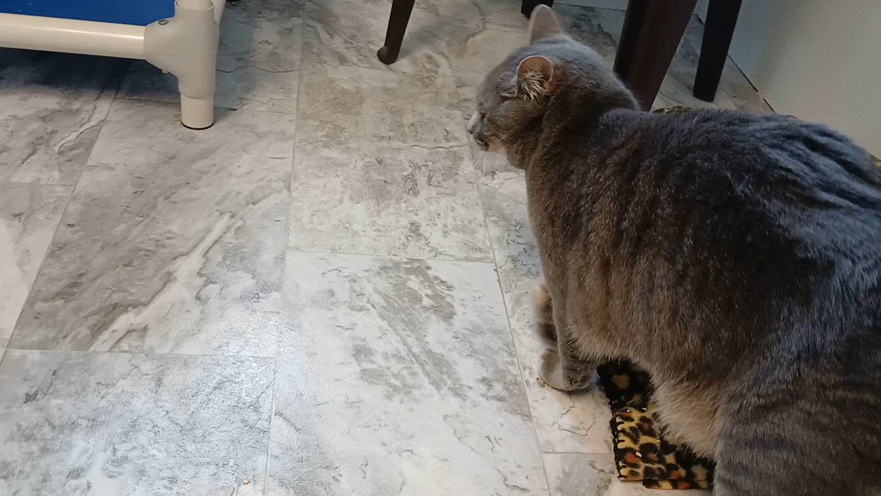 Enlarge Roscoe, a Adoptable Domestic Short Hair in Cullowhee, NC video 2/6