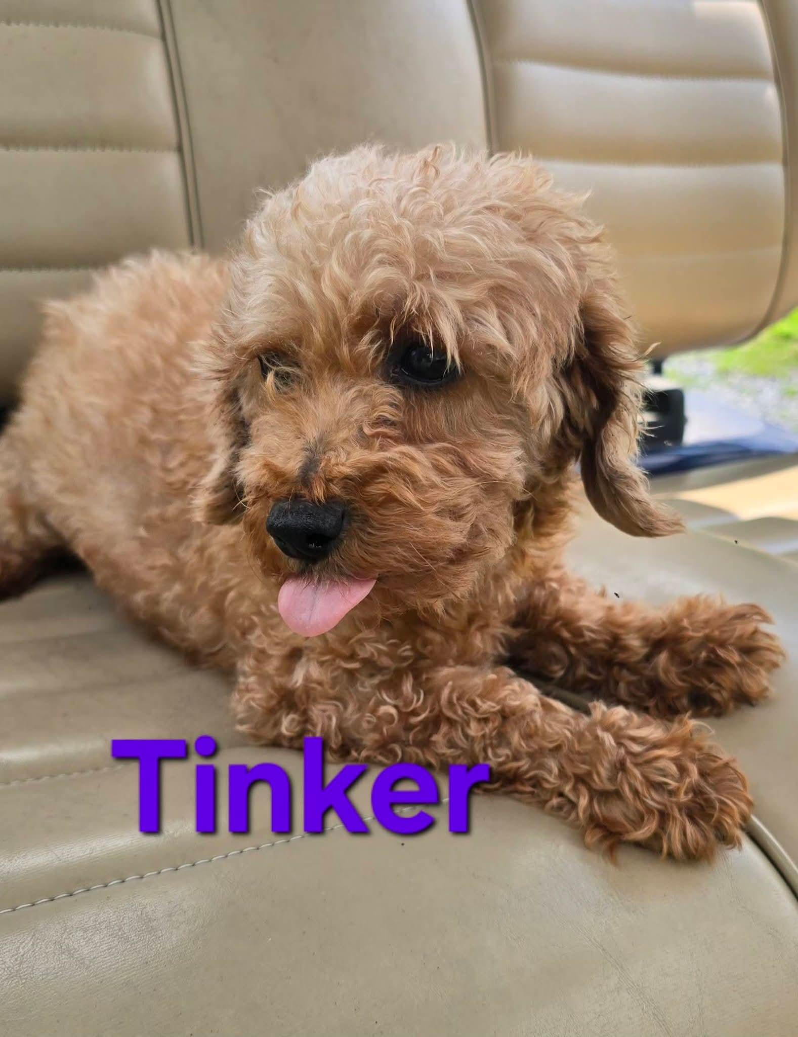 Tinker, Adoptable, Young Female Poodle.