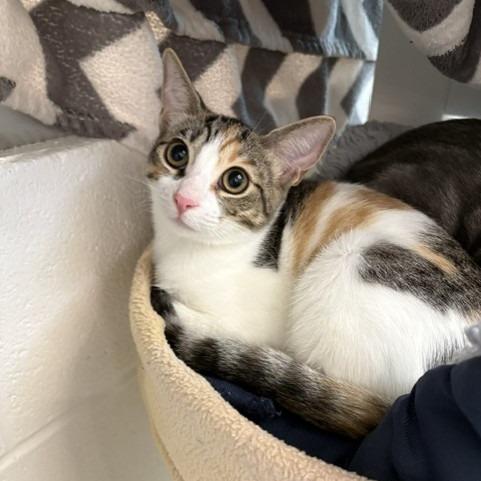 Snowball, Adoptable, Kitten Female Domestic Short Hair.