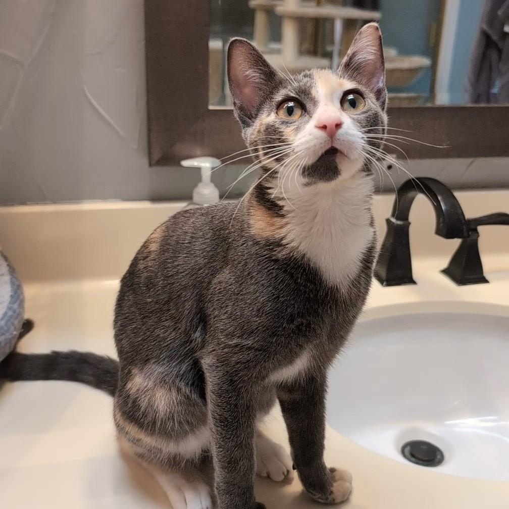 Enlarge Chloe, a Adoptable Domestic Short Hair in Pittsburgh, PA image 2/6