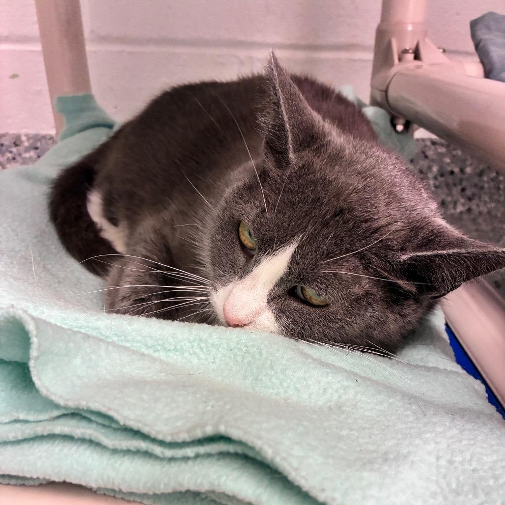 Eclair, Adoptable, Adult Female Domestic Short Hair.
