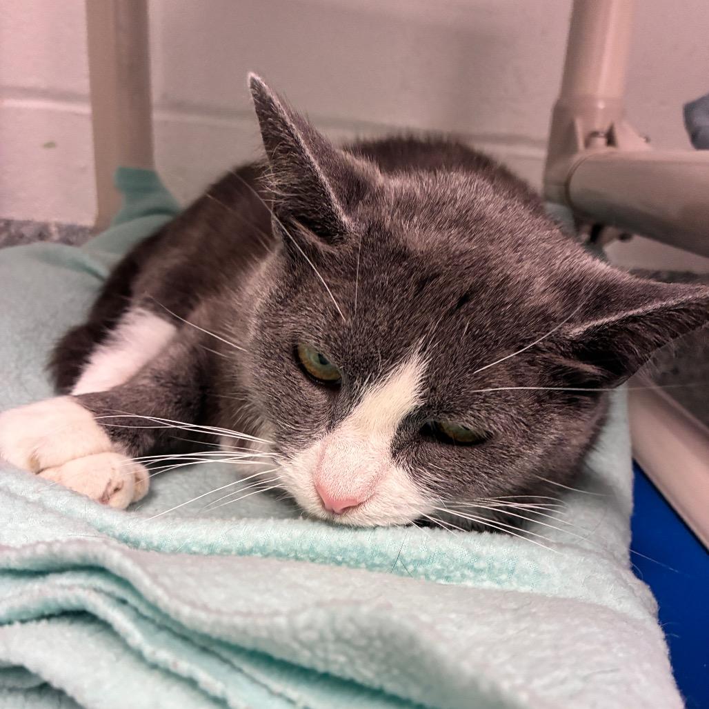 Eclair, a Adoptable Domestic Short Hair in Dayton, OH image 2/6
