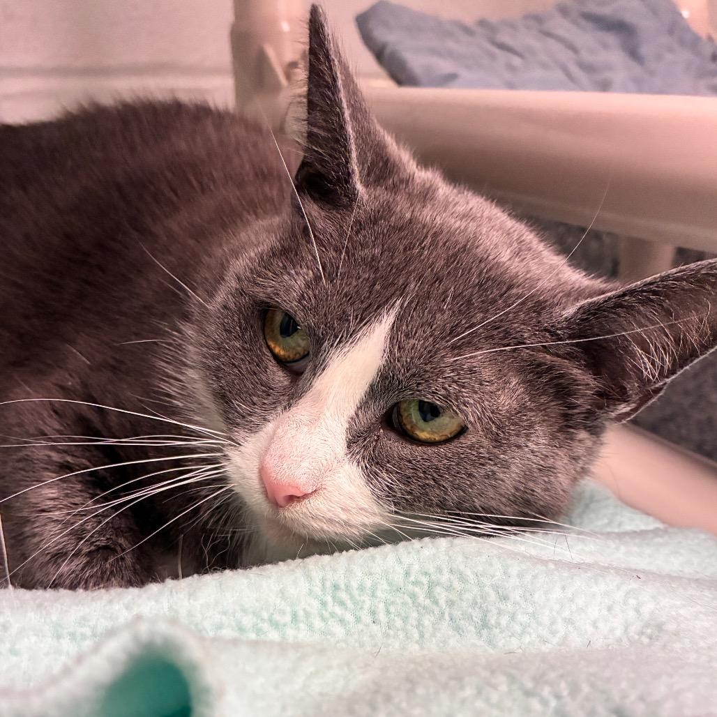 Eclair, a Adoptable Domestic Short Hair in Dayton, OH image 3/6