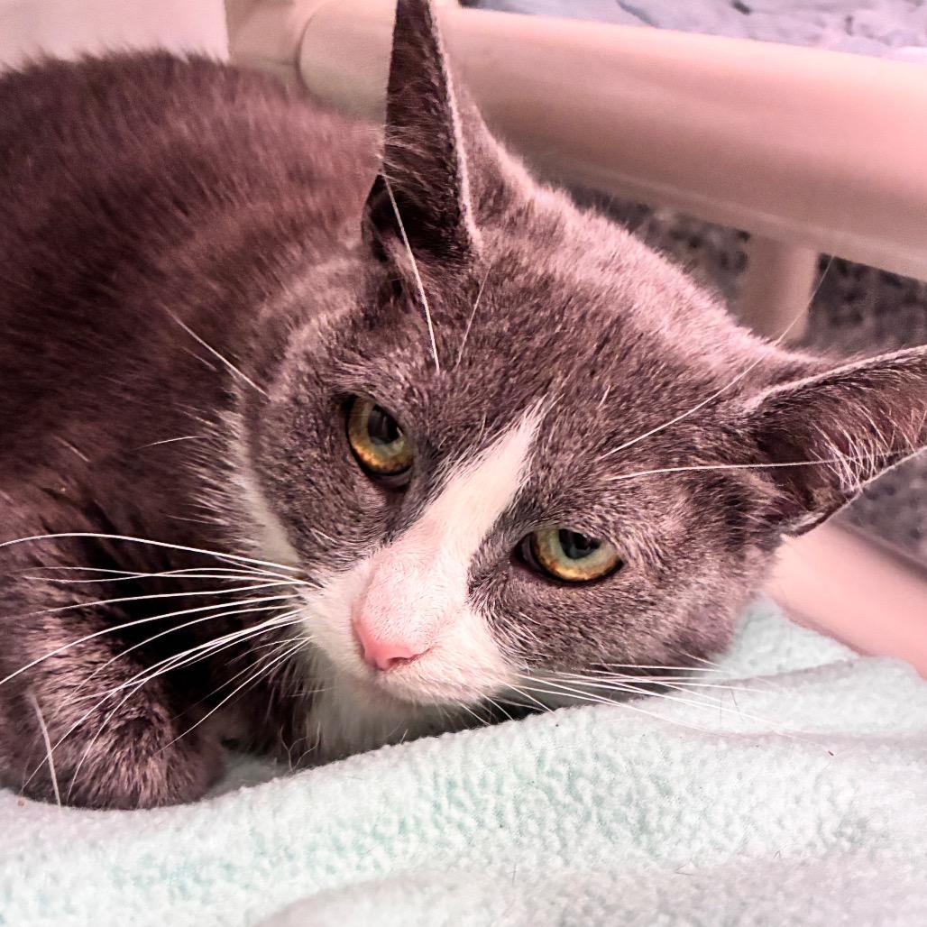Eclair, a Adoptable Domestic Short Hair in Dayton, OH image 4/6