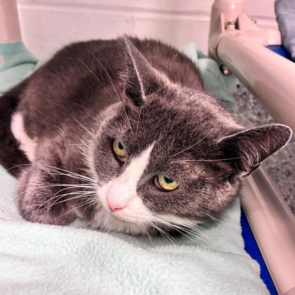 Eclair, a Adoptable Domestic Short Hair in Dayton, OH image 5/6