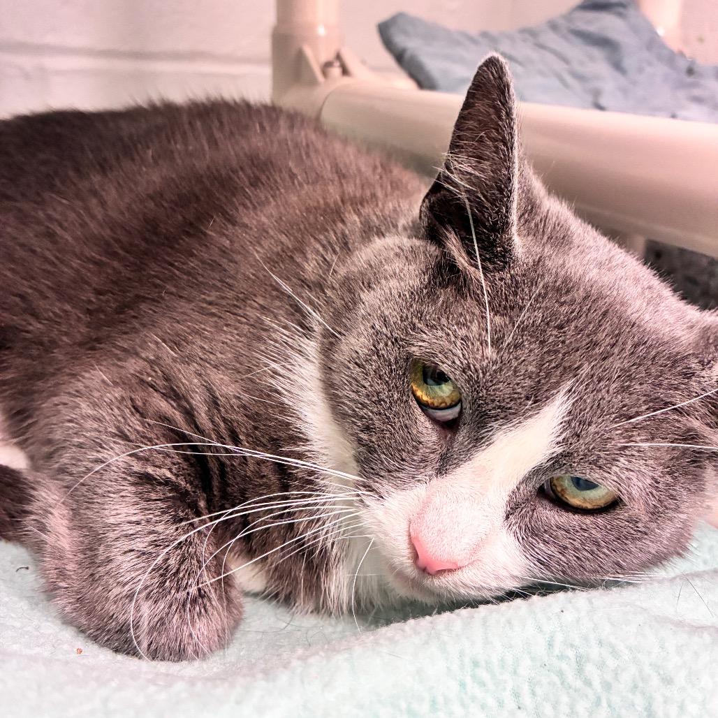 Eclair, a Adoptable Domestic Short Hair in Dayton, OH image 6/6