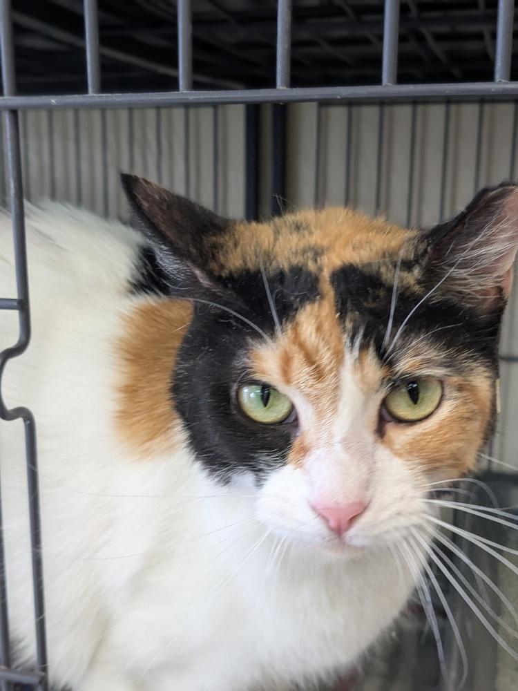 Argus, Adoptable, Adult Female Calico.