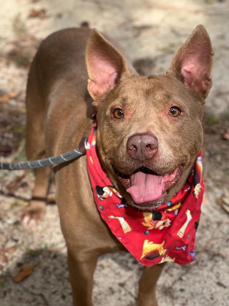 Hemsworth, a Adoptable mixed breed in Hartsville, SC image 3/6