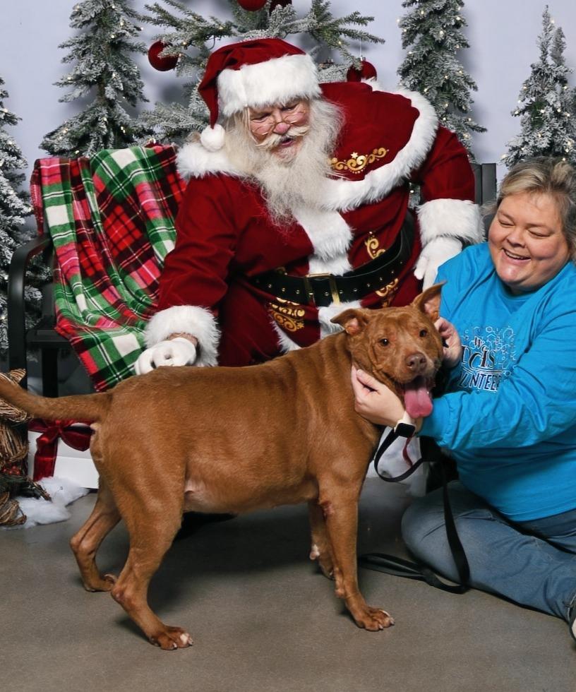 Hemsworth, a Adoptable mixed breed in Hartsville, SC image 4/6