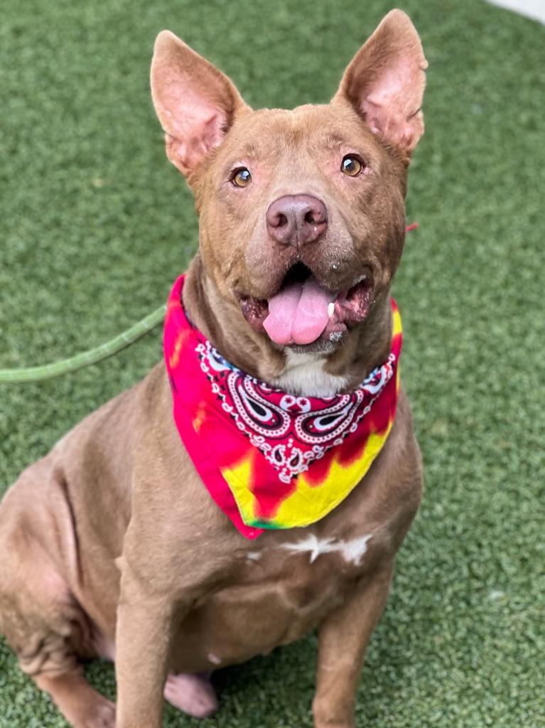 Hemsworth, a Adoptable mixed breed in Hartsville, SC image 5/6