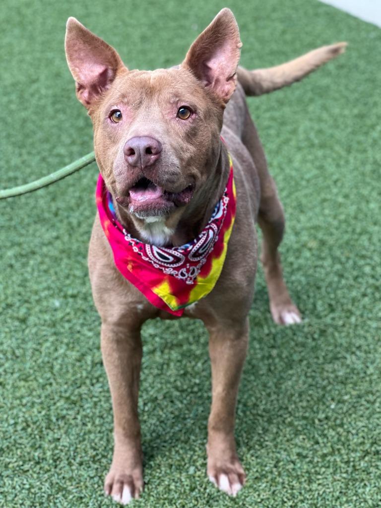 Hemsworth, a Adoptable mixed breed in Hartsville, SC image 5/6