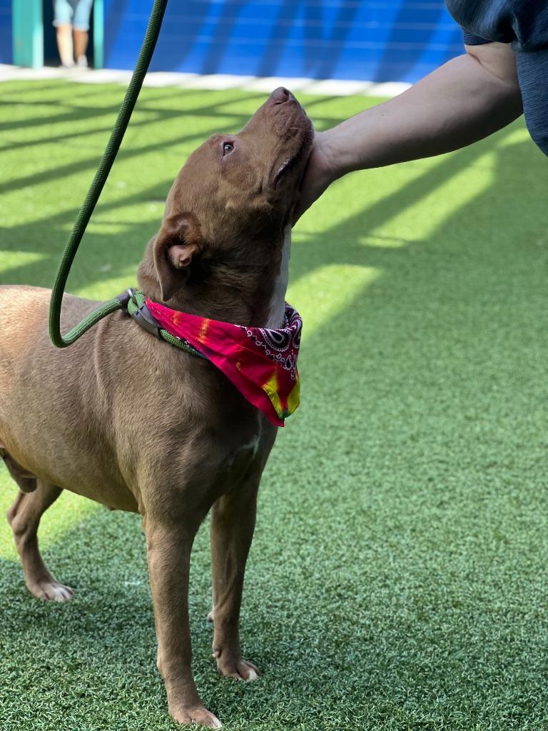 Hemsworth, a Adoptable mixed breed in Hartsville, SC image 6/6