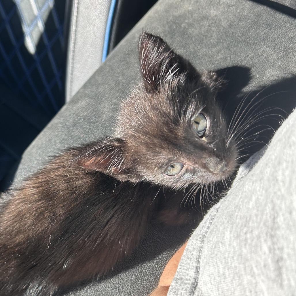 Topper, Adoptable, Kitten Male American Shorthair.
