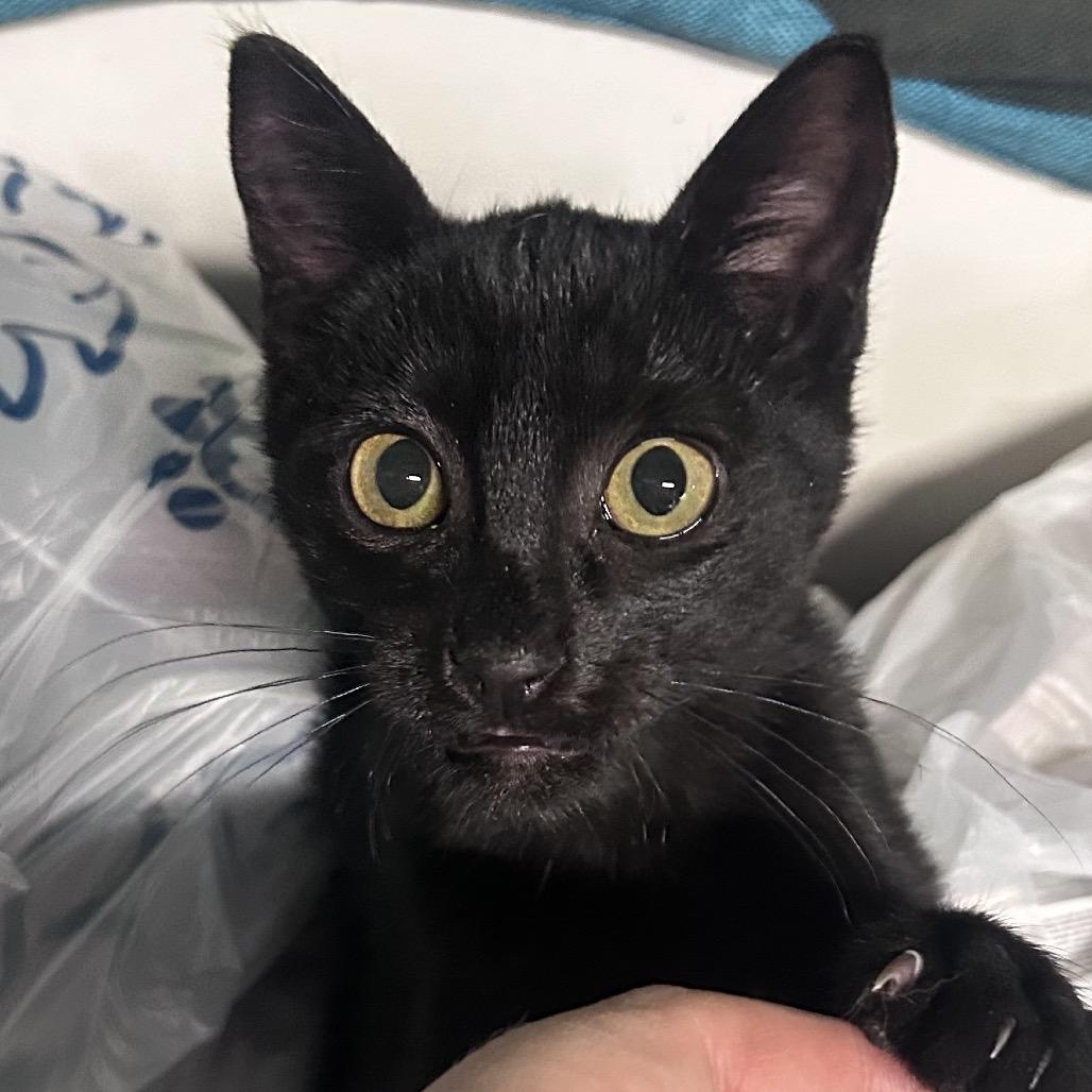 Enlarge Topper, a Adoptable American Shorthair in mount vernon, AR image 2/2