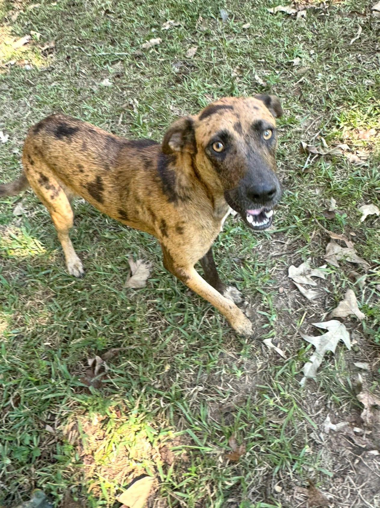 Hammie, a ADOPTABLE mixed breed in Ransomville, NY image 3/6