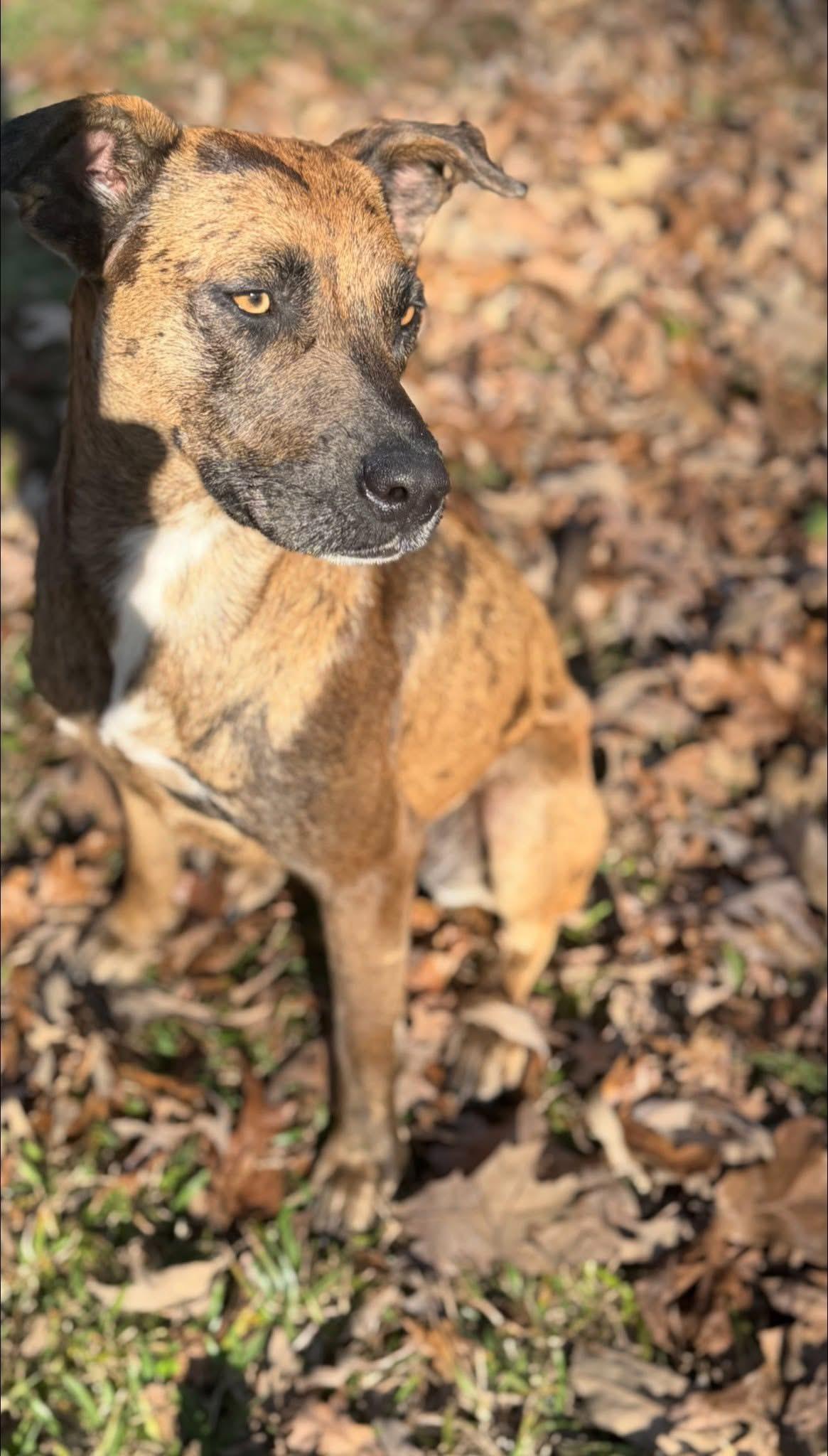 Hammie, a ADOPTABLE mixed breed in Ransomville, NY image 6/6