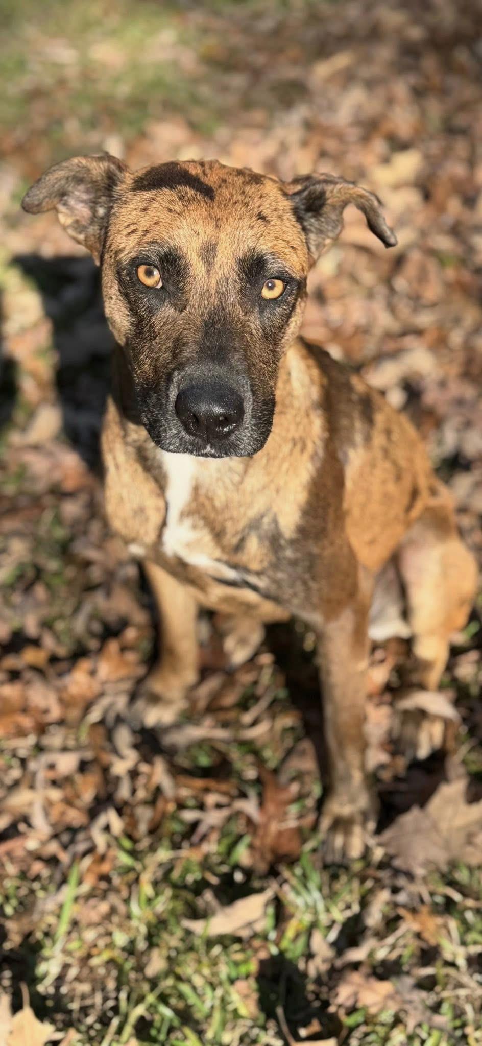 Hammie, a ADOPTABLE mixed breed in Ransomville, NY image 5/6