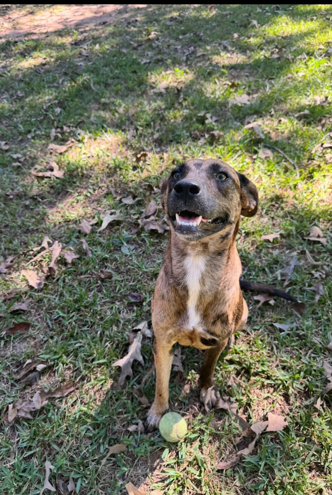 Hammie, a ADOPTABLE mixed breed in Ransomville, NY image 4/6