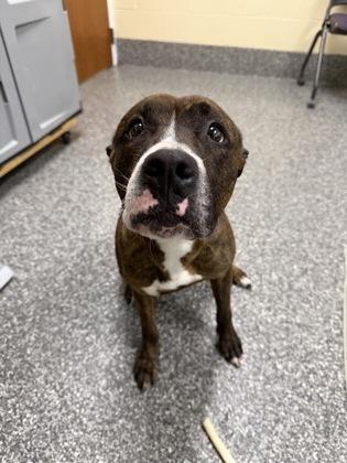 Aubree, Adoptable, Young Female Pit Bull Terrier & Mixed Breed.