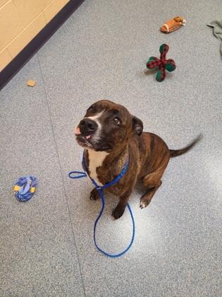 Enlarge Aubree, a Adoptable mixed breed in Sterling Heights, MI image 2/2