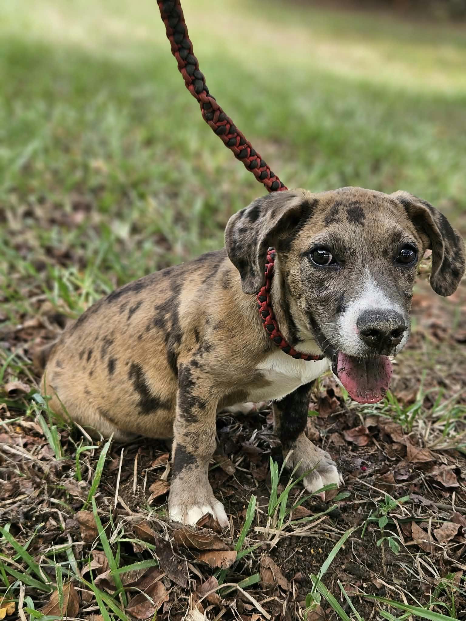 Enlarge Clarabelle *LOCAL*, a Adoptable mixed breed in Wakefield, RI image 1/3