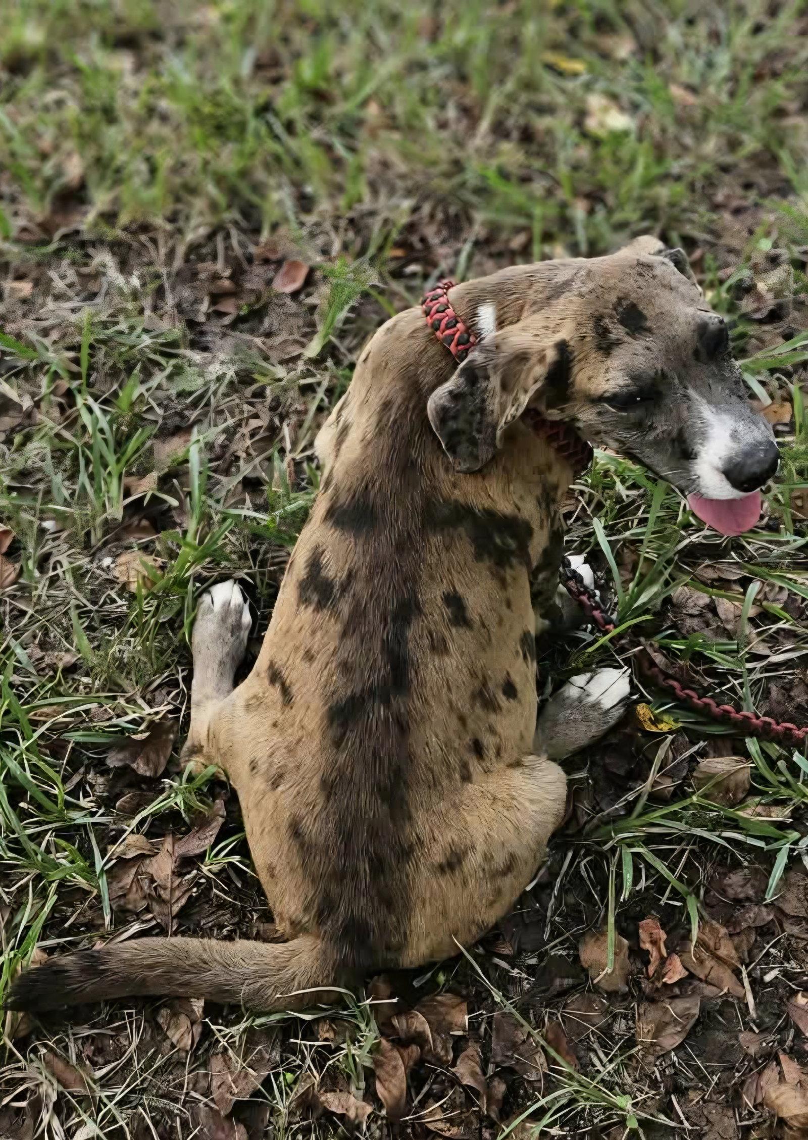 Enlarge Clarabelle *LOCAL*, a Adoptable mixed breed in Wakefield, RI image 2/3