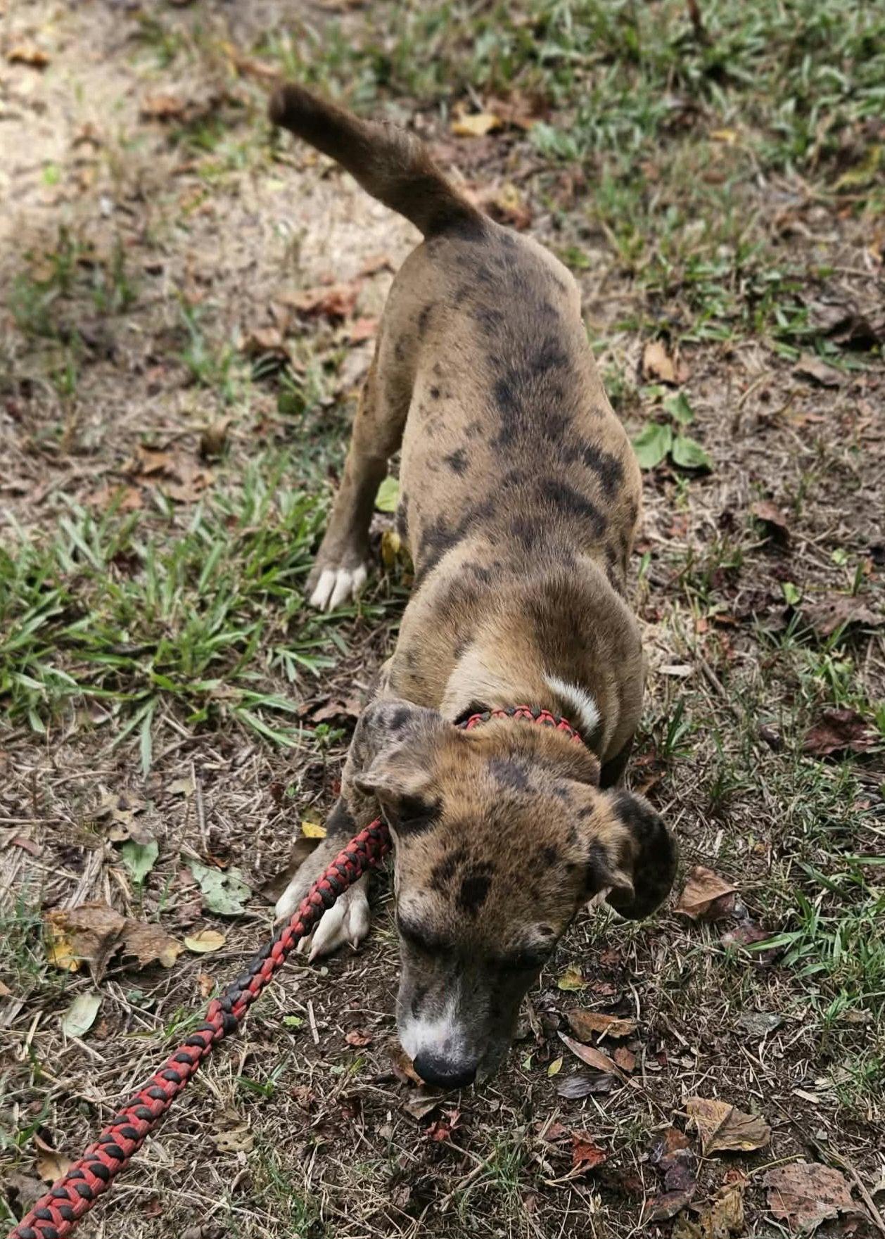Enlarge Clarabelle *LOCAL*, a Adoptable mixed breed in Wakefield, RI image 3/3