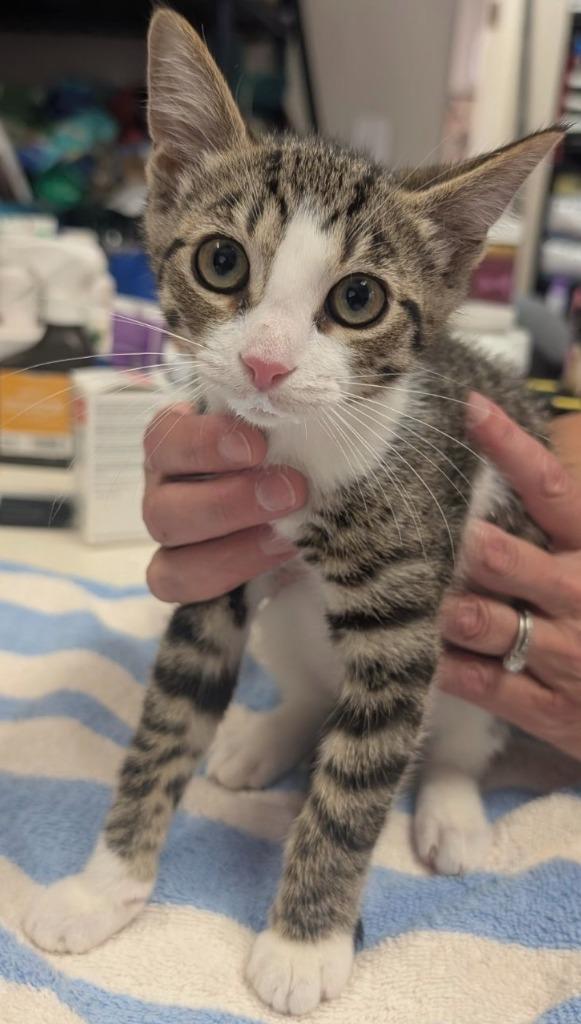 Enlarge Pawbry (Petco), a Adopted mixed breed in Fort Myers, FL image 1/1