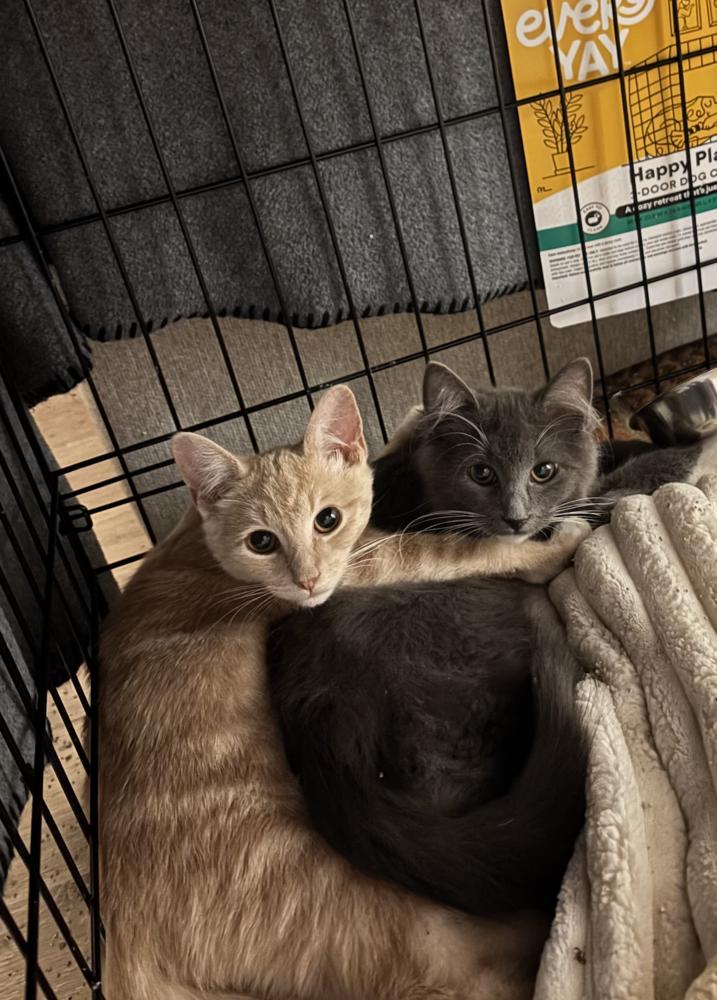 Griffin & Watts thumbnail 3