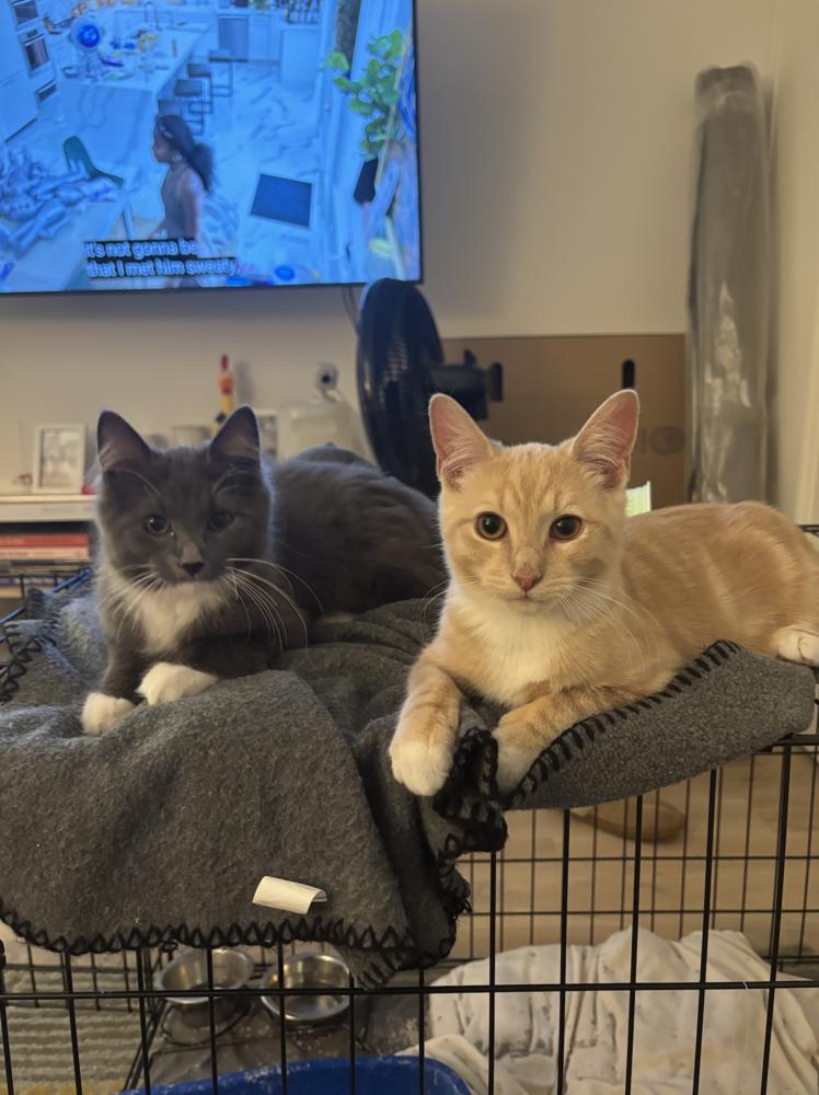 Griffin & Watts thumbnail 4