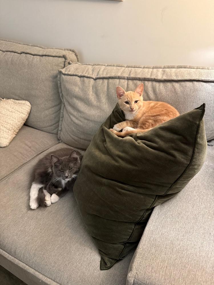 Griffin & Watts thumbnail 5