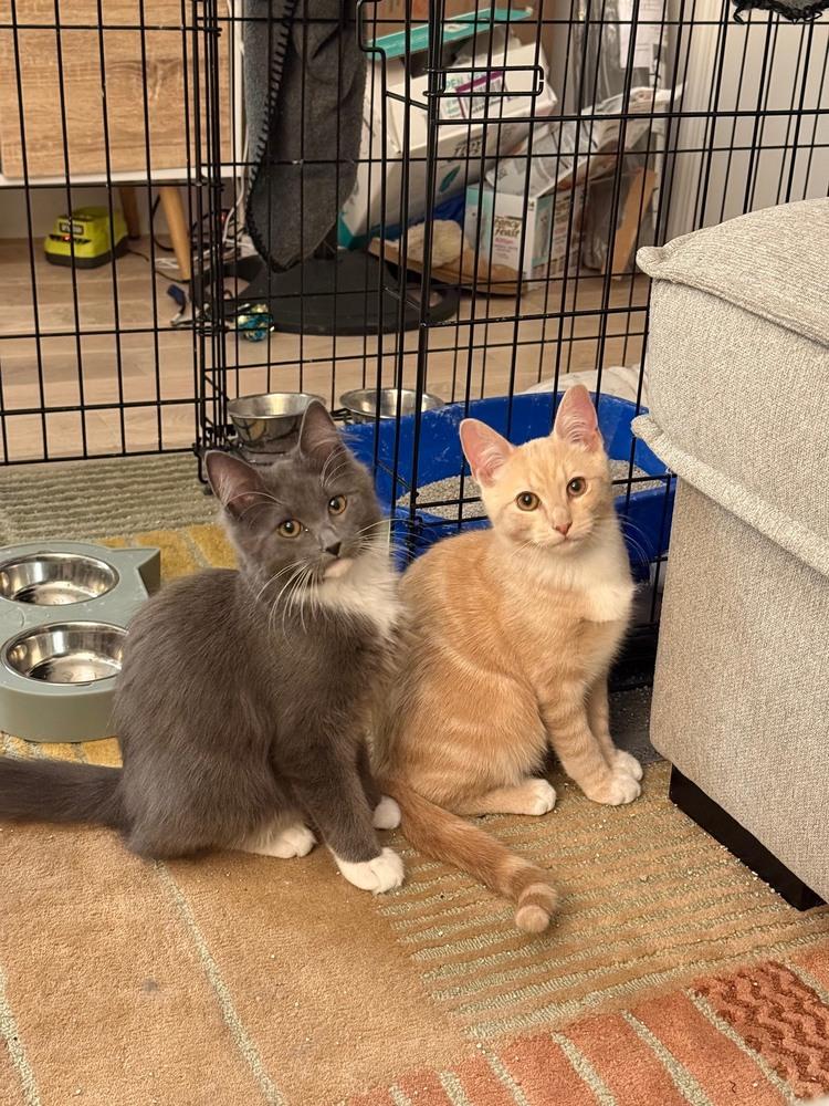 Griffin & Watts thumbnail 7